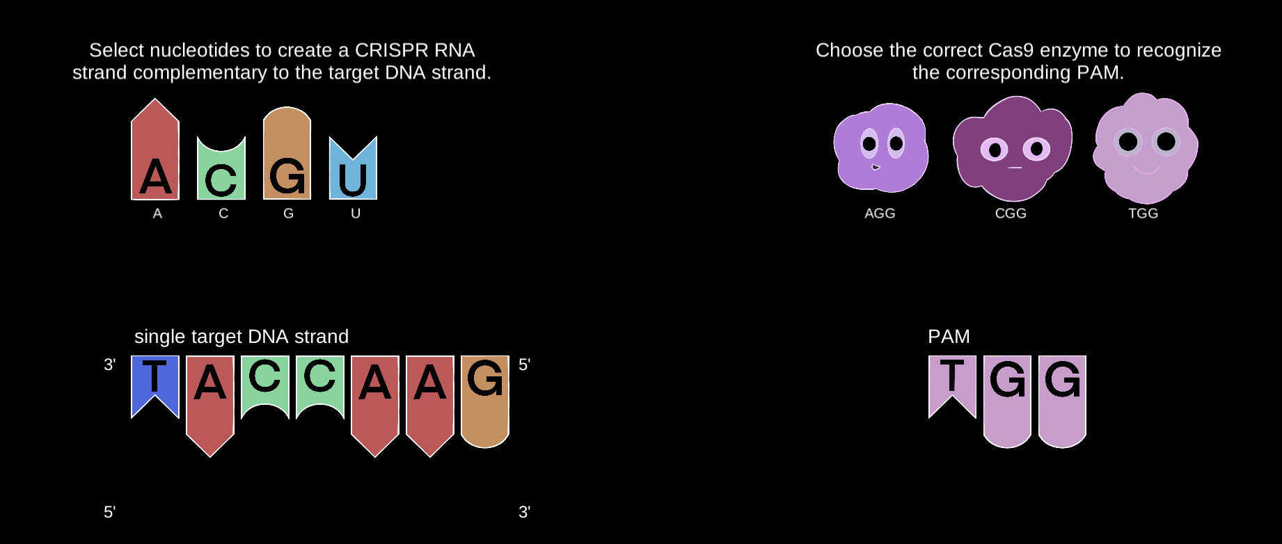 CRISPR beginning
