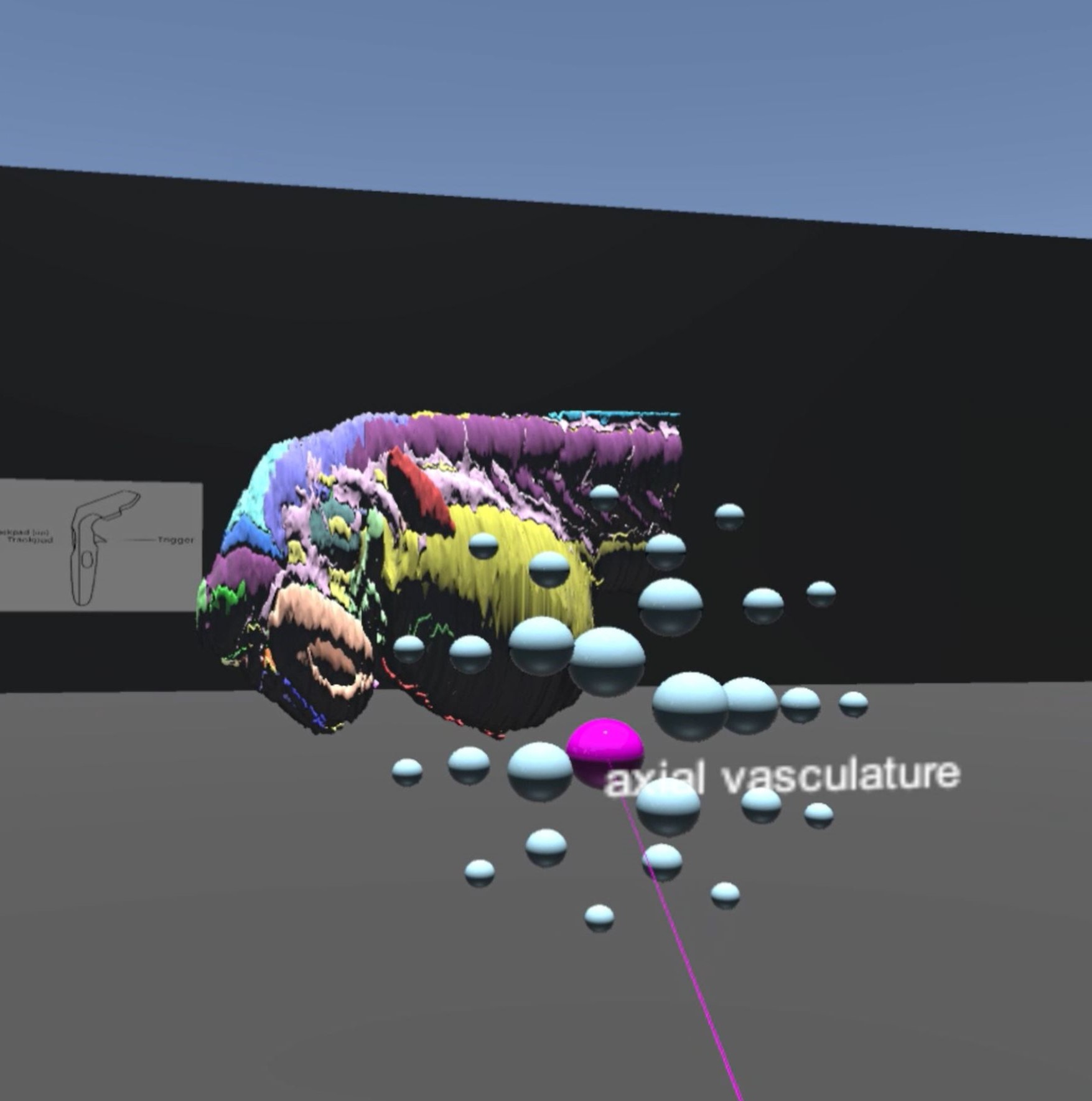 Studying Anatomy in VR